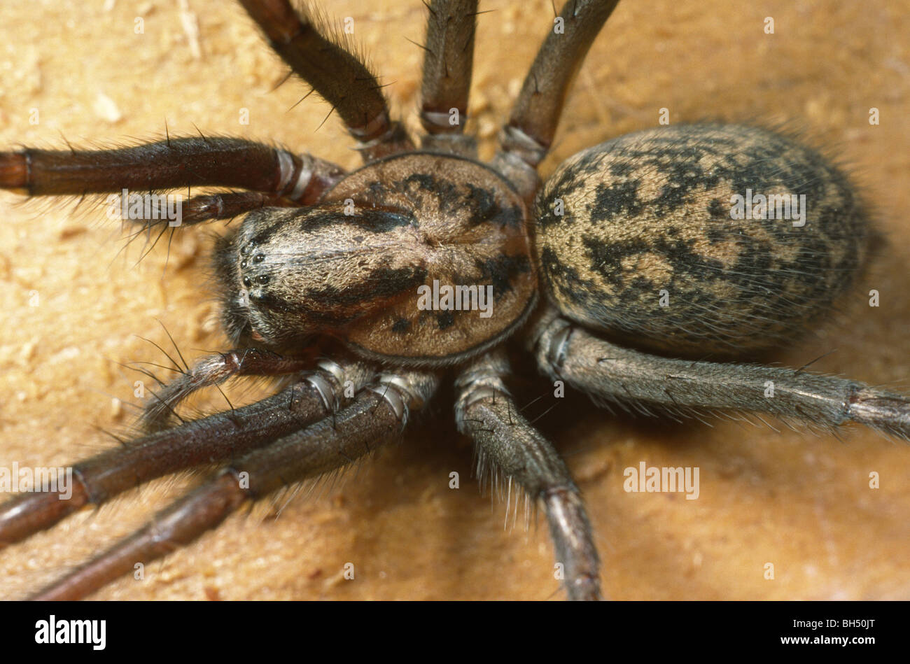 Kopf, Thorax und Abdomen einer Haus-Spinne (Tegenaria Gigantea) ruht in der Ecke ein Gartenhaus. Stockfoto
