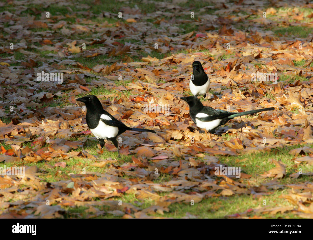 Drei Elstern (Pica Pica) auf der Suche nach Nahrung in Fallen Leaves. Stockfoto
