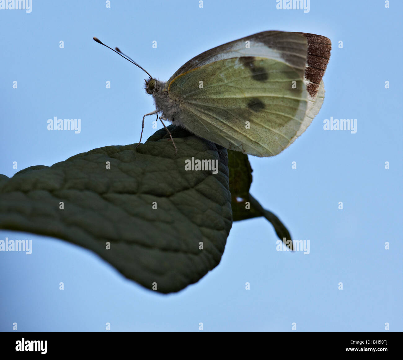 Großer weißer Schmetterling (Pieris Brassicae) ruht auf Blatt im August. Stockfoto