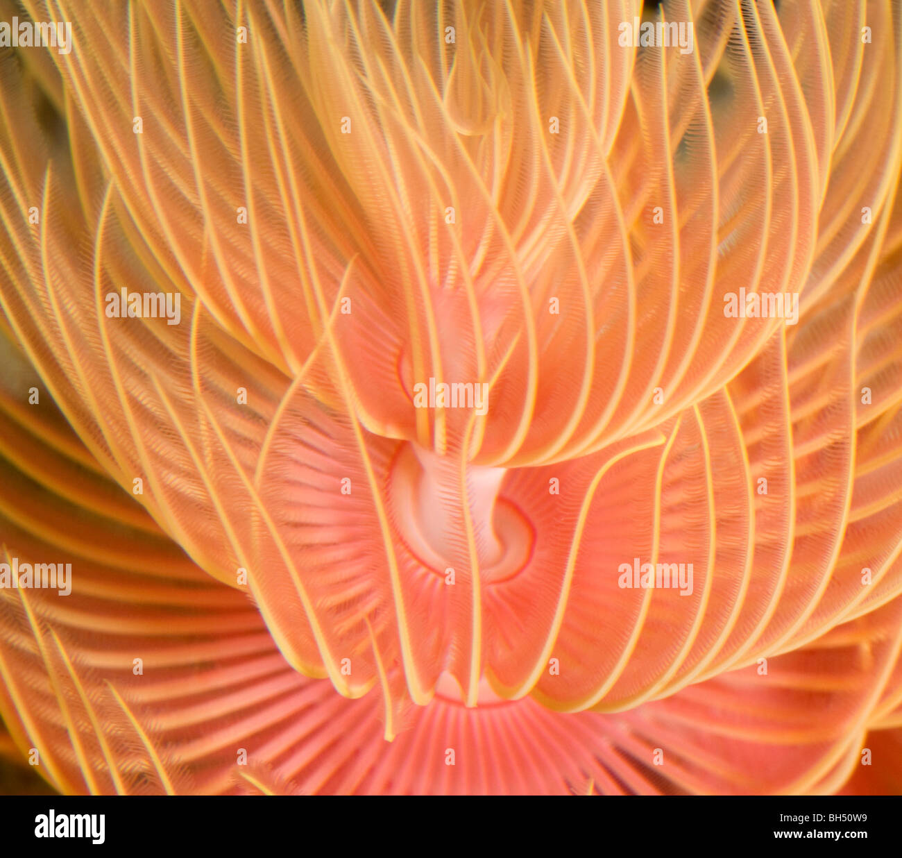 Close-up Auszug aus einem rosa Staubwedel Wurm in einem Aquarium. Stockfoto