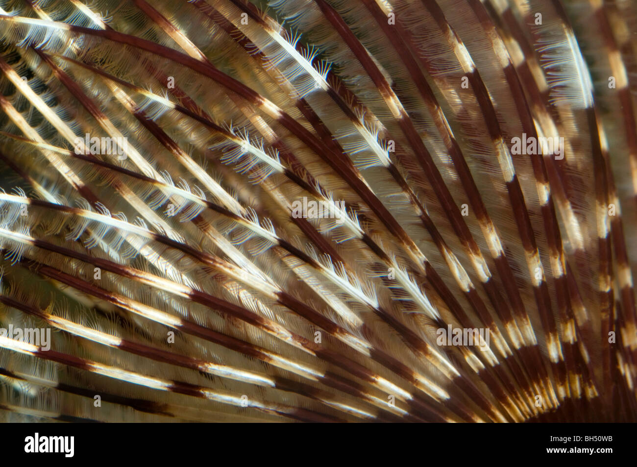 Close-up Auszug aus einem Staubwedel Wurm in einem Aquarium. Stockfoto