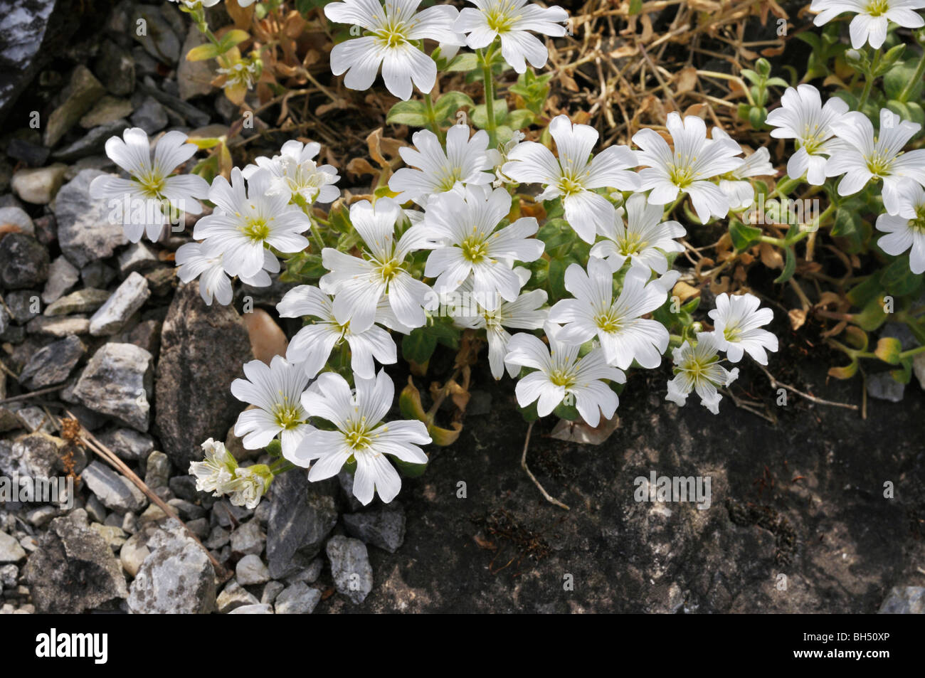 Maus - Ohr Vogelmiere (cerastium carintiacum) Stockfoto