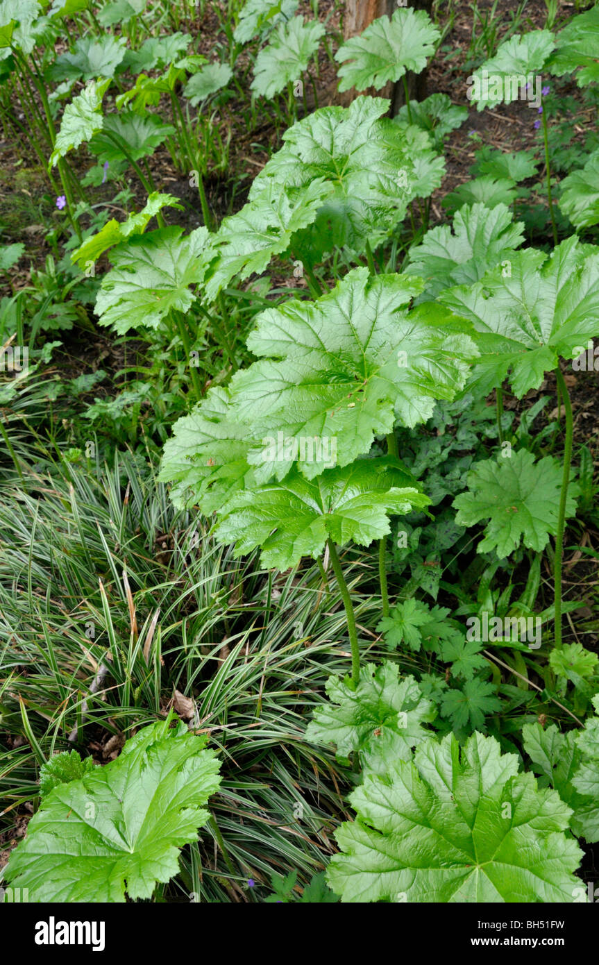 Shieldleaf (astilboides Tabularis) Stockfoto