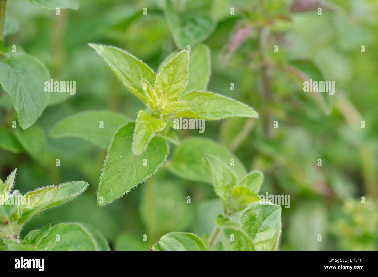 Griechischer Oregano (Origanum vulgare) Stockfoto