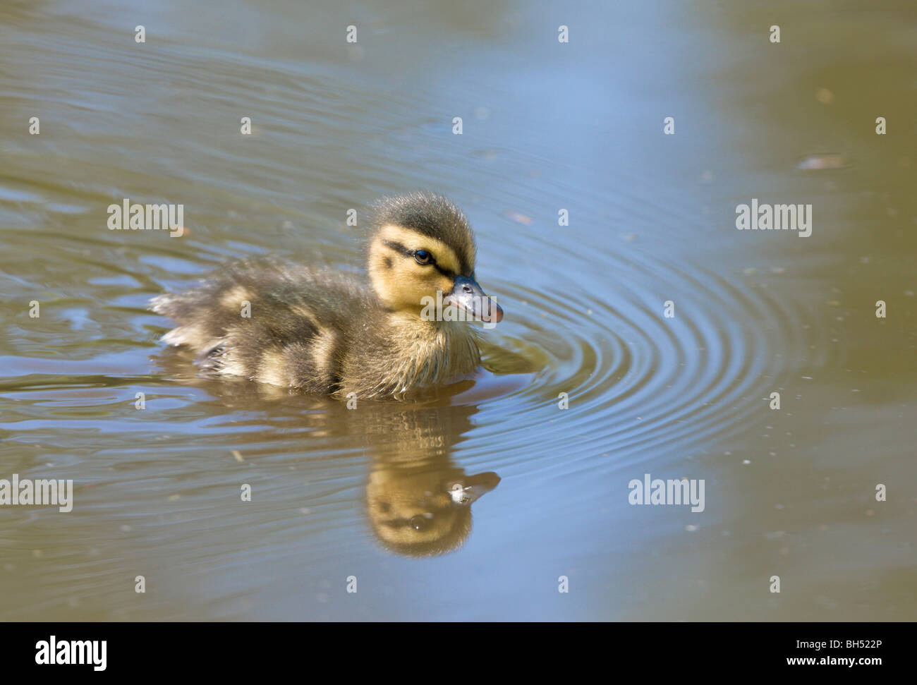 Stockente (Anas Platyrhynchos) Entchen schwimmen. Stockfoto