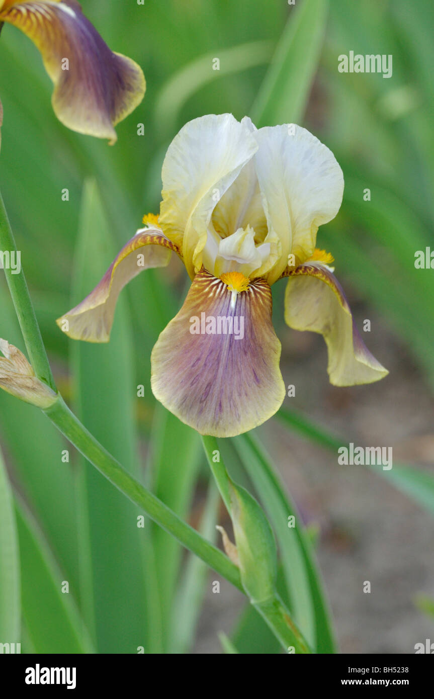 Iris Bärtigen (Iris lanceolata elatiorbegonie Erdbeere) Stockfoto