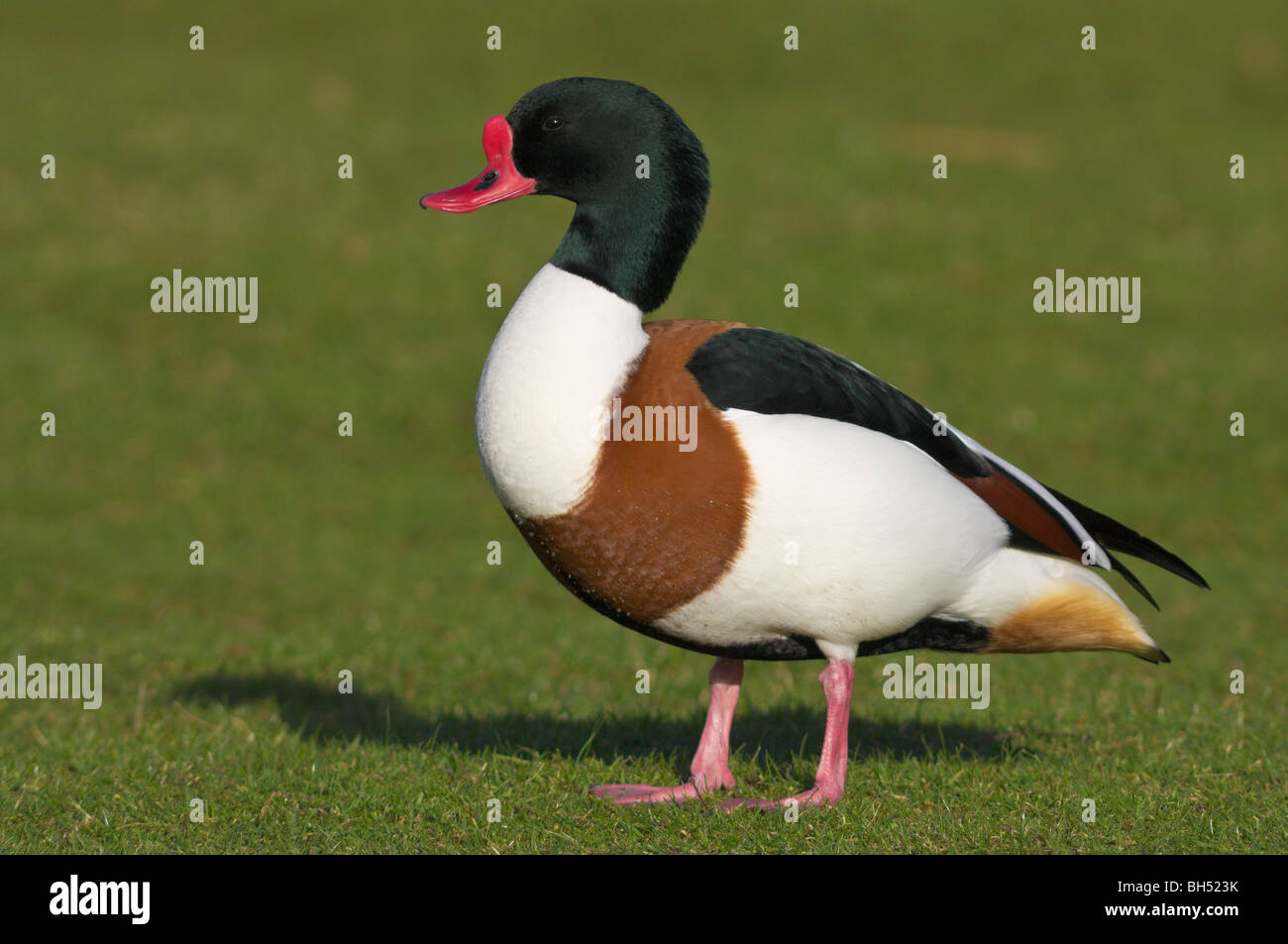 Brandgans (Tadorna Tadorna) männlichen stehen auf dem Rasen. Stockfoto