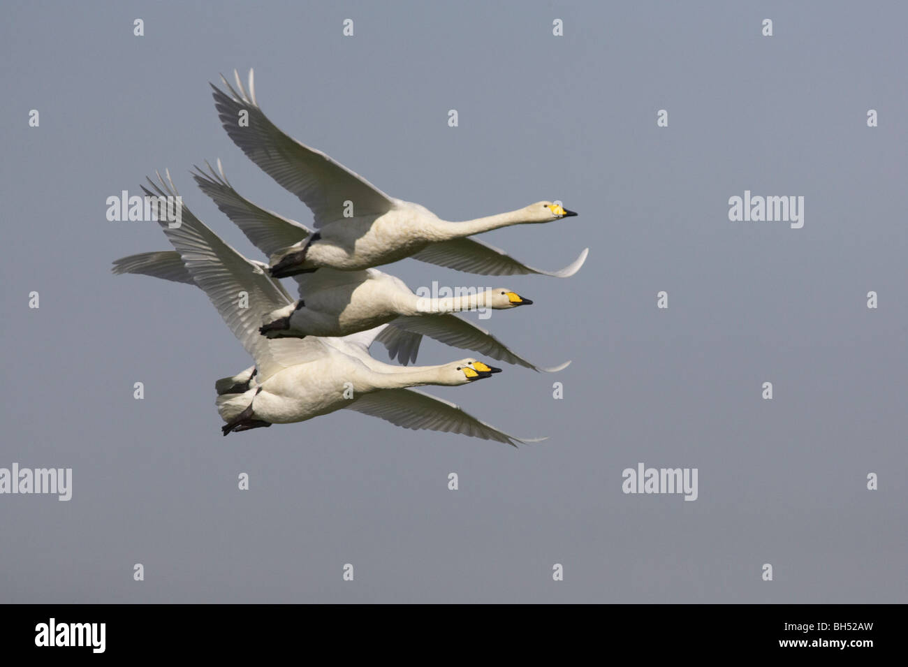 Singschwäne (Cygnus Cygnus) im Flug über Welney. Stockfoto