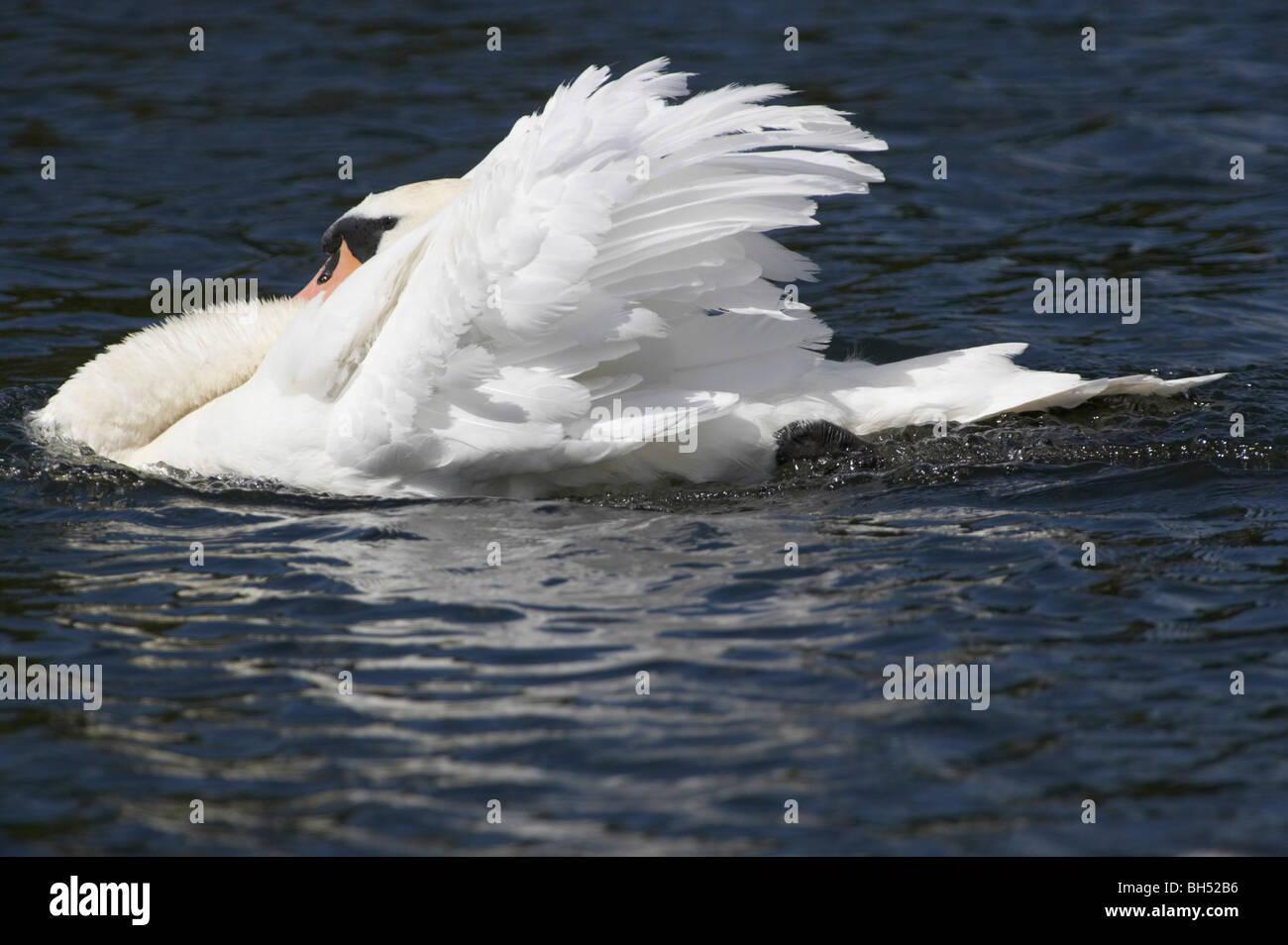 Höckerschwan (Cygnus Olor) Aggression bei in Position Pensthorpe. Stockfoto