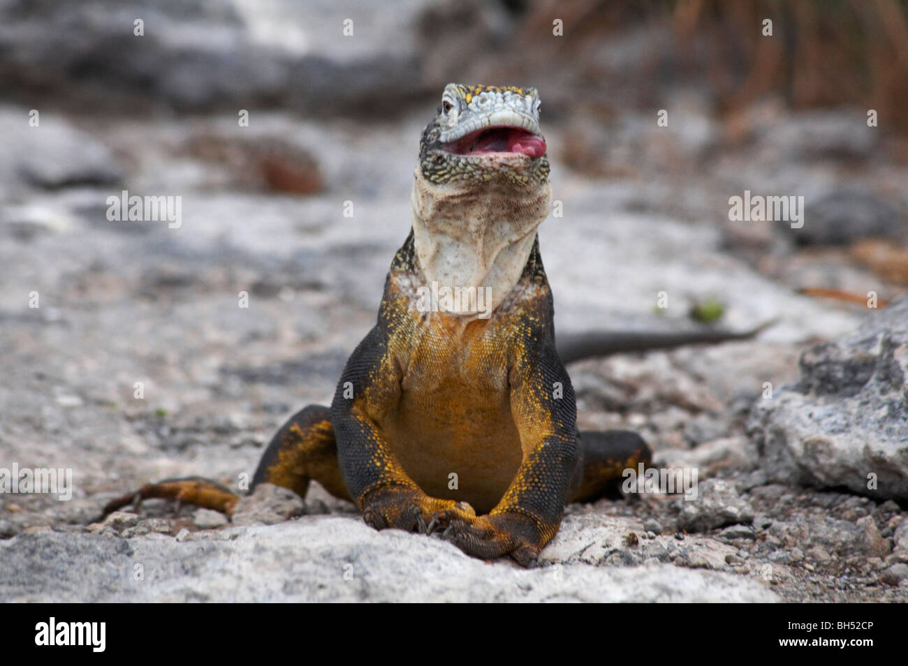 Land Leguan sitzen und mit seiner Zunge in Galapagos-Inseln, Ecuador Stockfoto