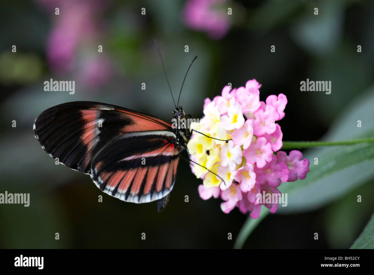 Postbote Schmetterling (Heliconius Melpomene) Fütterung auf Eisenkraut Blumen in Mindo. Stockfoto
