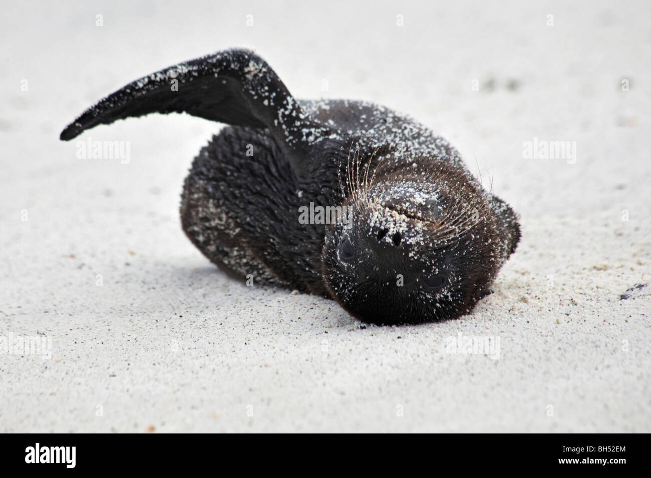 Galapagos Seelöwe Pup (Zalophus Wollebacki) am Strand von Gardner Bay, Espanola Insel tummeln. Stockfoto