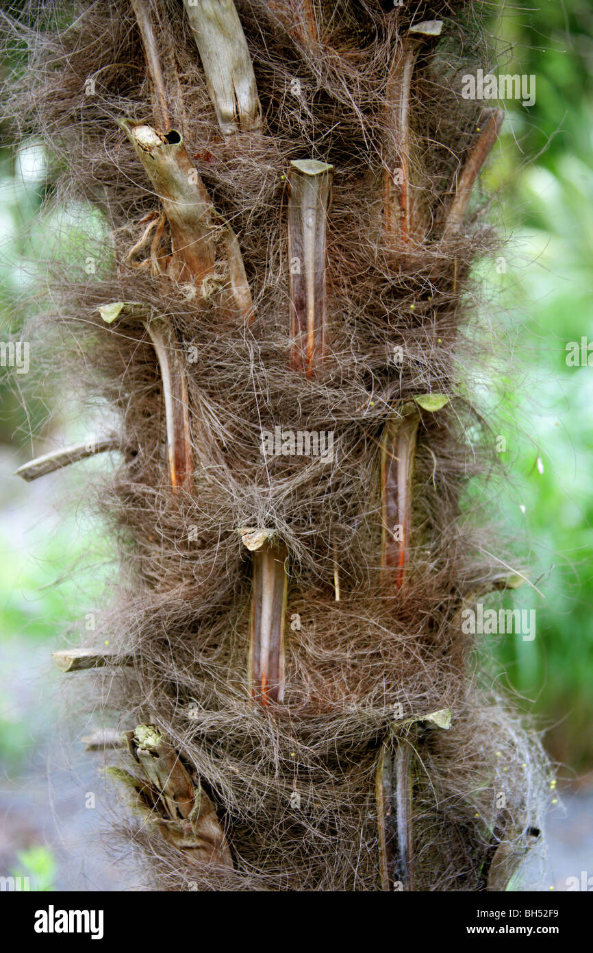 Detail der Stamm einer Palme Stockfoto