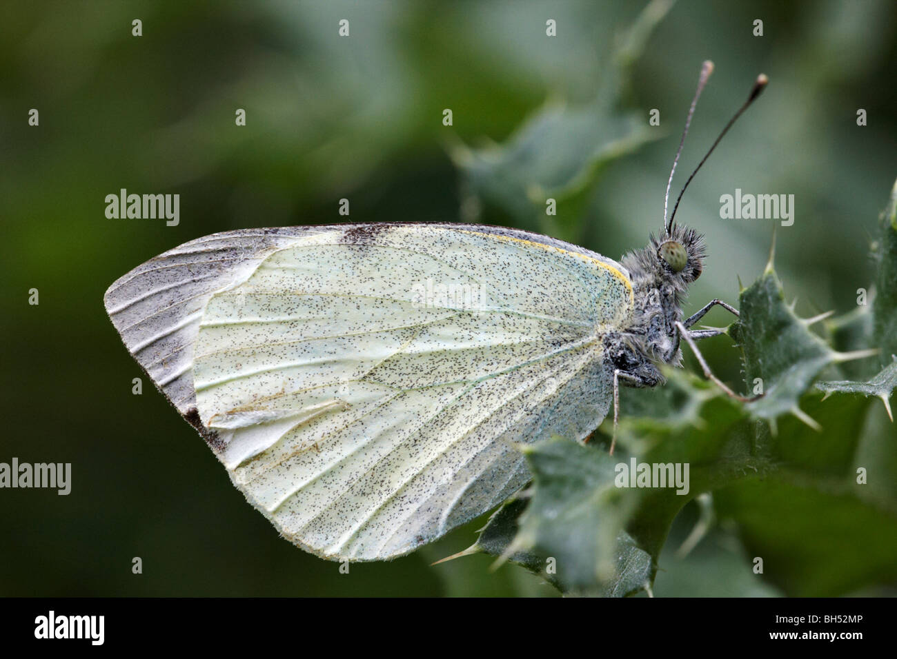 Großer weißer Schmetterling (Pieris Brassicae) ruht auf stachelige Blatt im August. Stockfoto