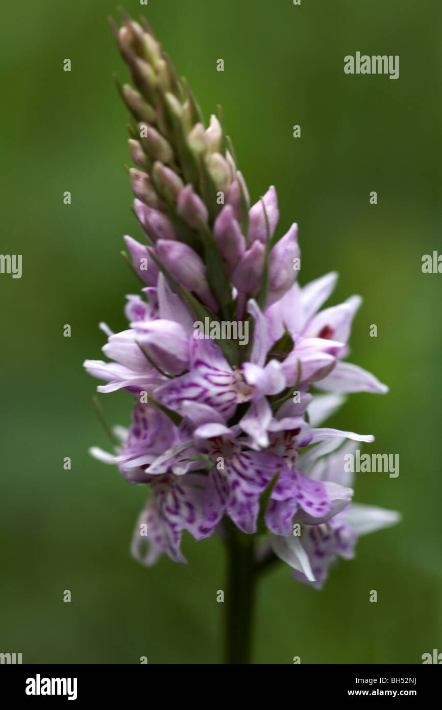 Nahaufnahme der gemeinsamen gefleckte Orchidee (Dactylorhiza Fuchsii). Stockfoto