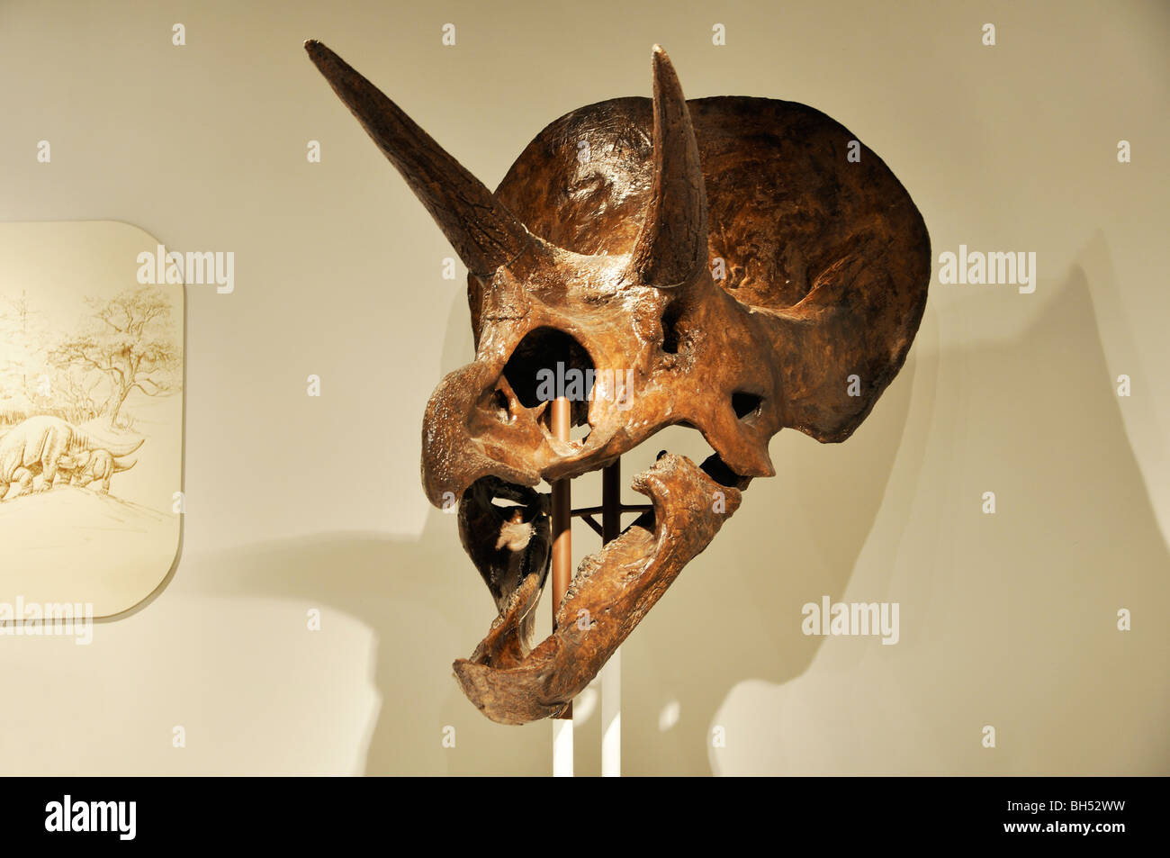 Triceratops Dinosaurier Kopf in Amarillo, Texas Panhandle Plains Historical Museum Stockfoto