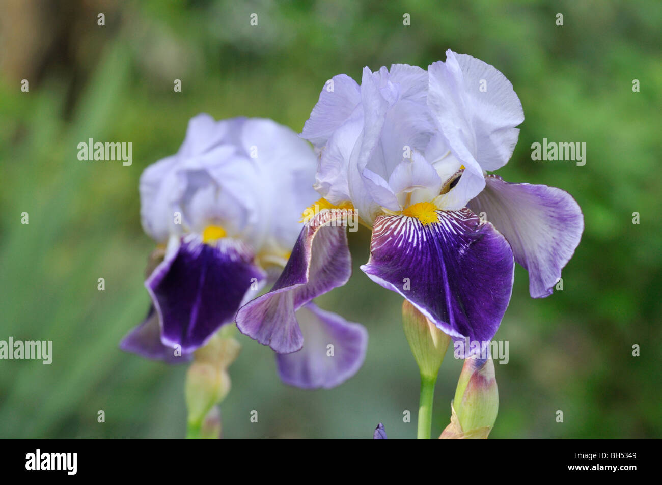 Tall bearded Iris (Iris lanceolata elatiorbegonie Erdbeere "lothario") Stockfoto