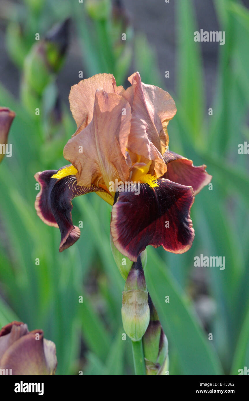 Tall bearded Iris (Iris lanceolata elatiorbegonie Erdbeere 'Louvois') Stockfoto