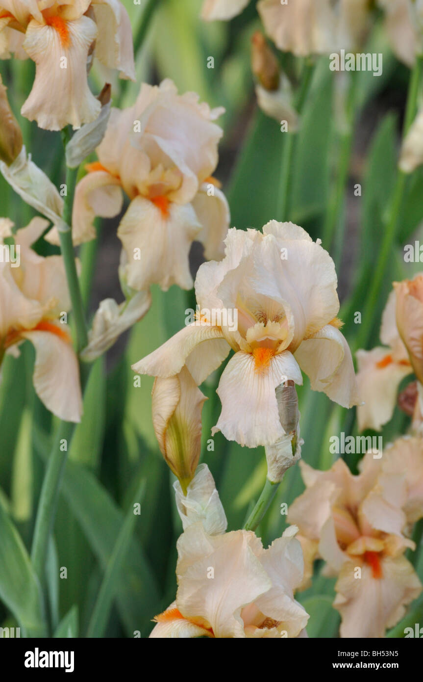 Tall bearded Iris (Iris lanceolata elatiorbegonie Erdbeere "CHERIE") Stockfoto