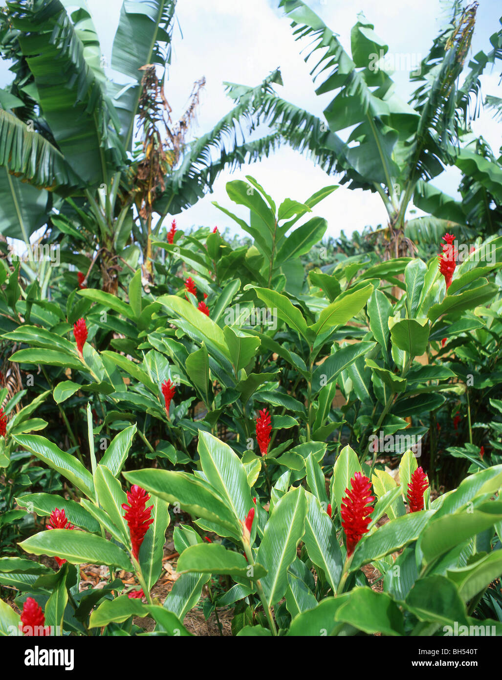 Alpinia purpurata Fotos und Bildmaterial in hoher Auflösung Seite 2