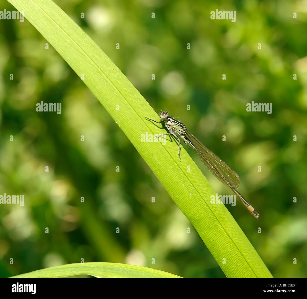 Weibliche Azure Damselfly (Coenagrion Puella) Stockfoto