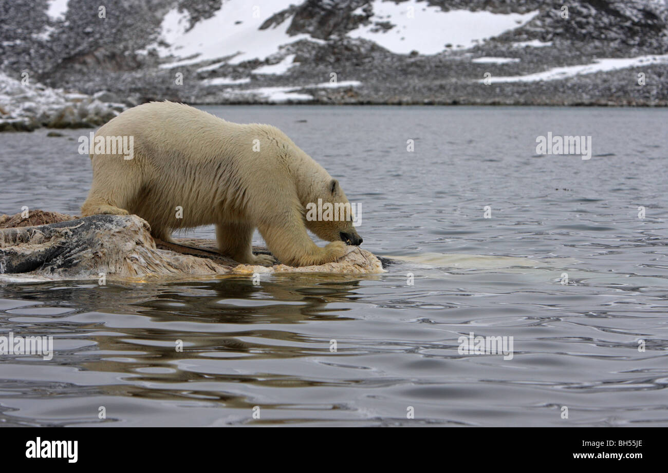 Eisbär stehend und Fütterung auf eine tote schwimmenden Fin Walkadaver mit einer Spiegelung im Wasser Stockfoto