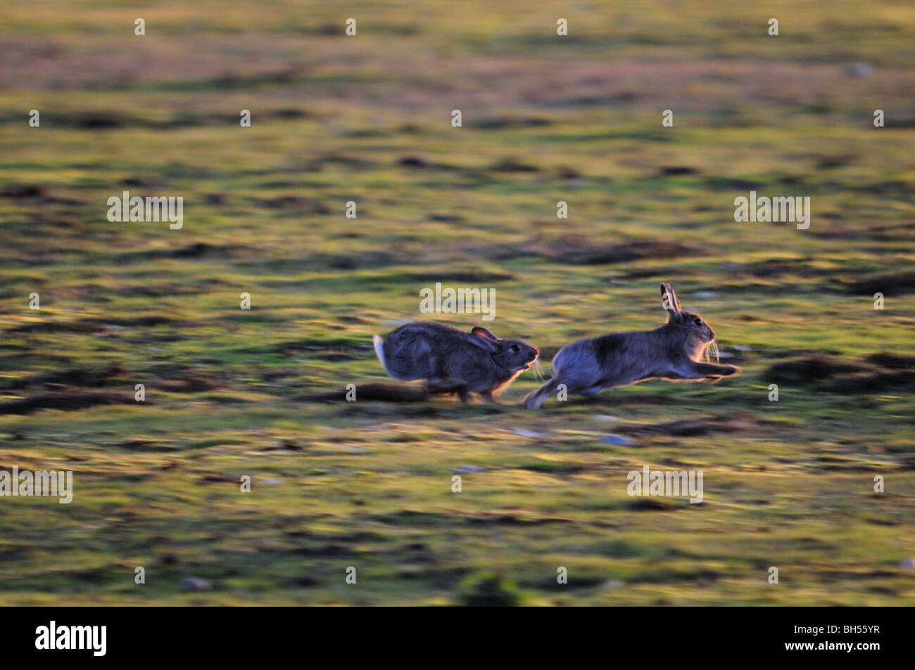 Kaninchen Sie auf Westleton Heide Suffolk Stockfoto