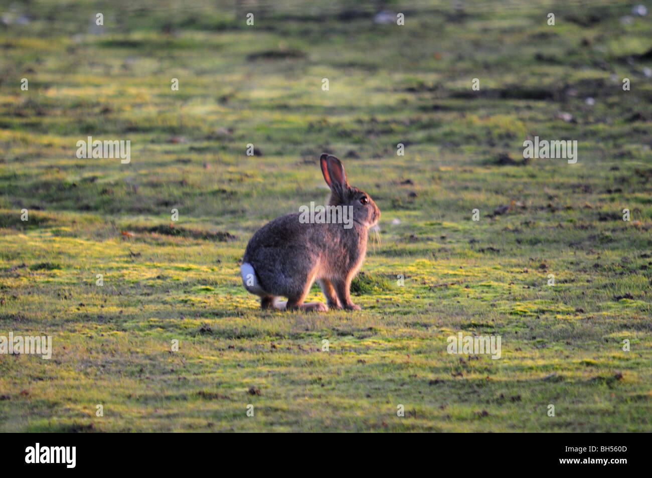 Kaninchen Sie auf Westleton Heide Suffolk Stockfoto