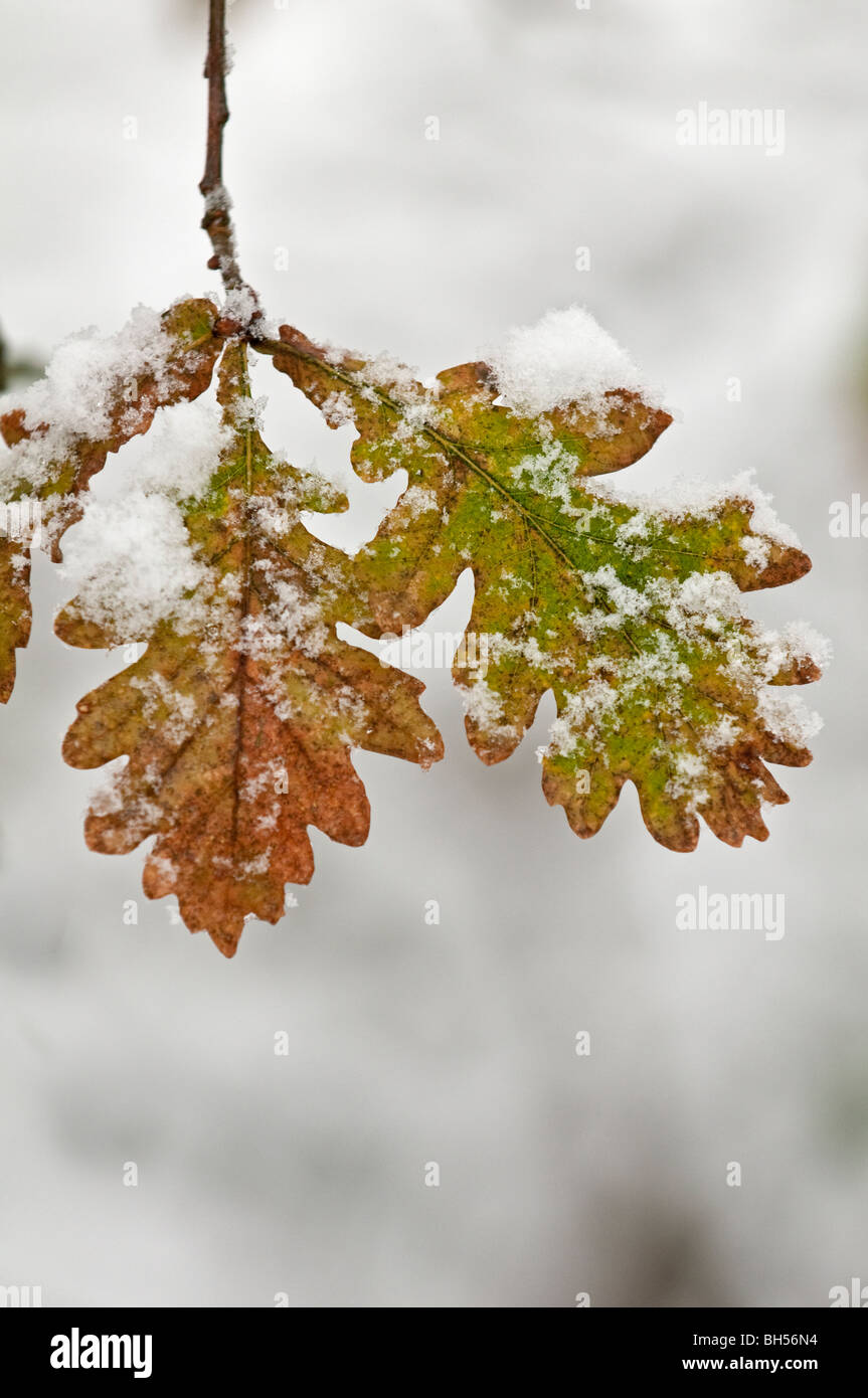 Eichenlaub mit Schnee (Quercus Robur) Stockfoto