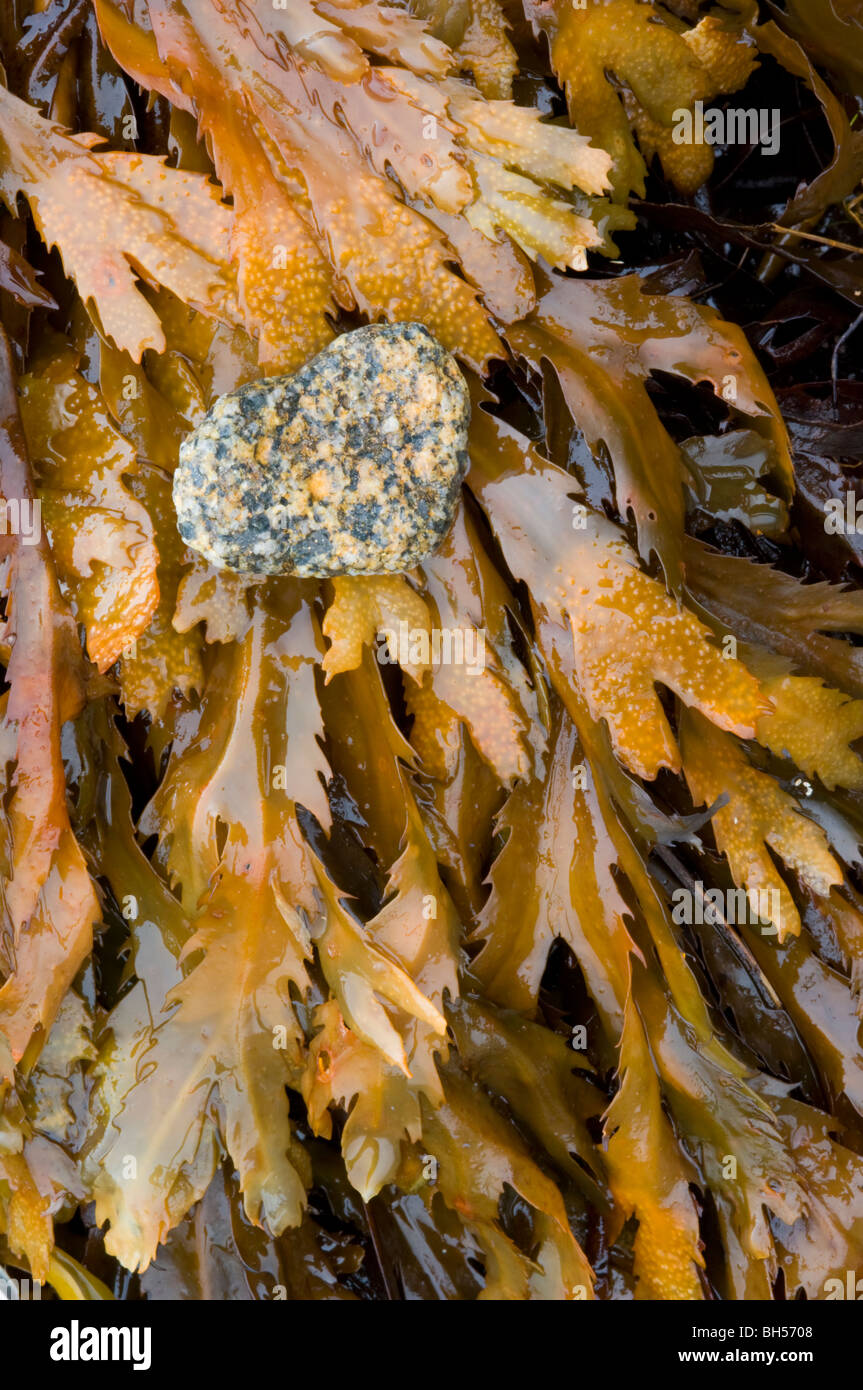 Eine herzförmige Granitstein, angespült gezackten Wrack Algen an der Küste, Isle Of Skye. Stockfoto