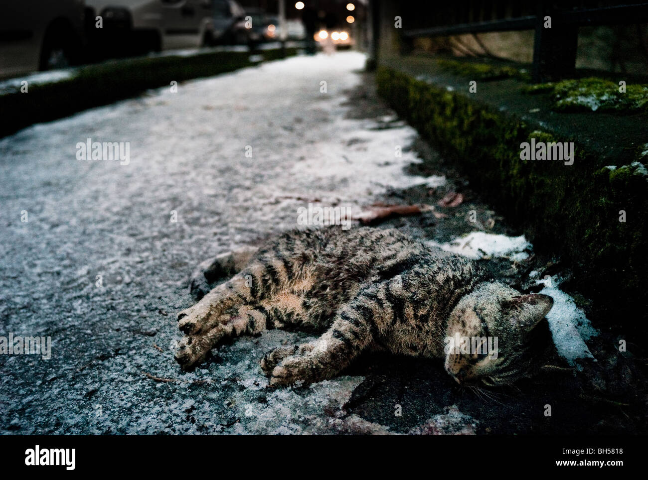 Eine tote Katze auf der Straße im Schnee und Eis. Dublin, Irland. Stockfoto