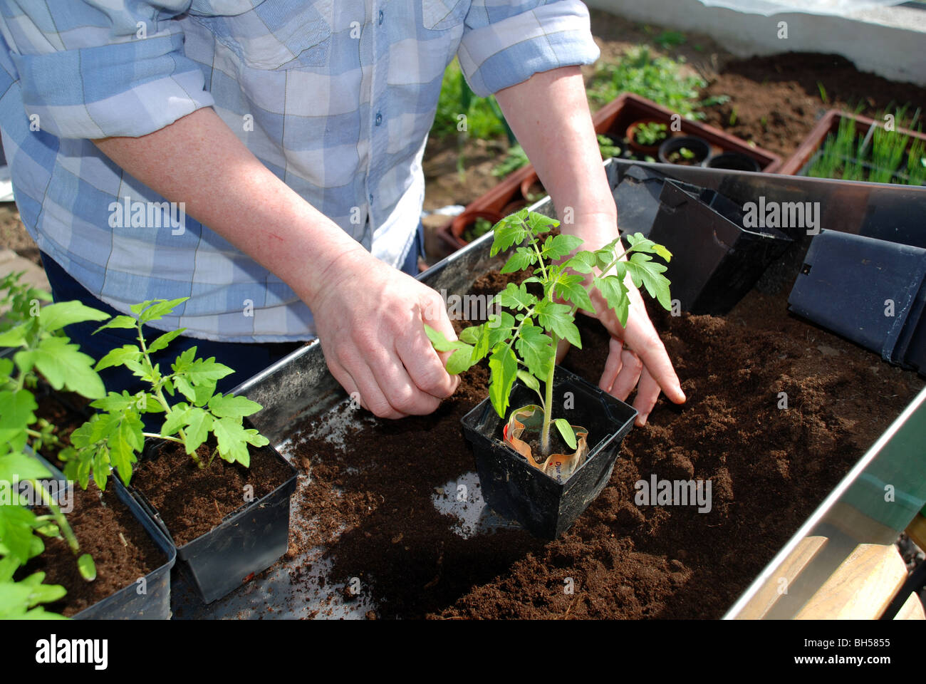 Tomaten Pflanzen Stockfoto