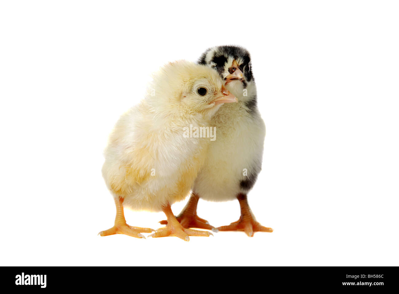 Huhn-Schwester Stockfoto