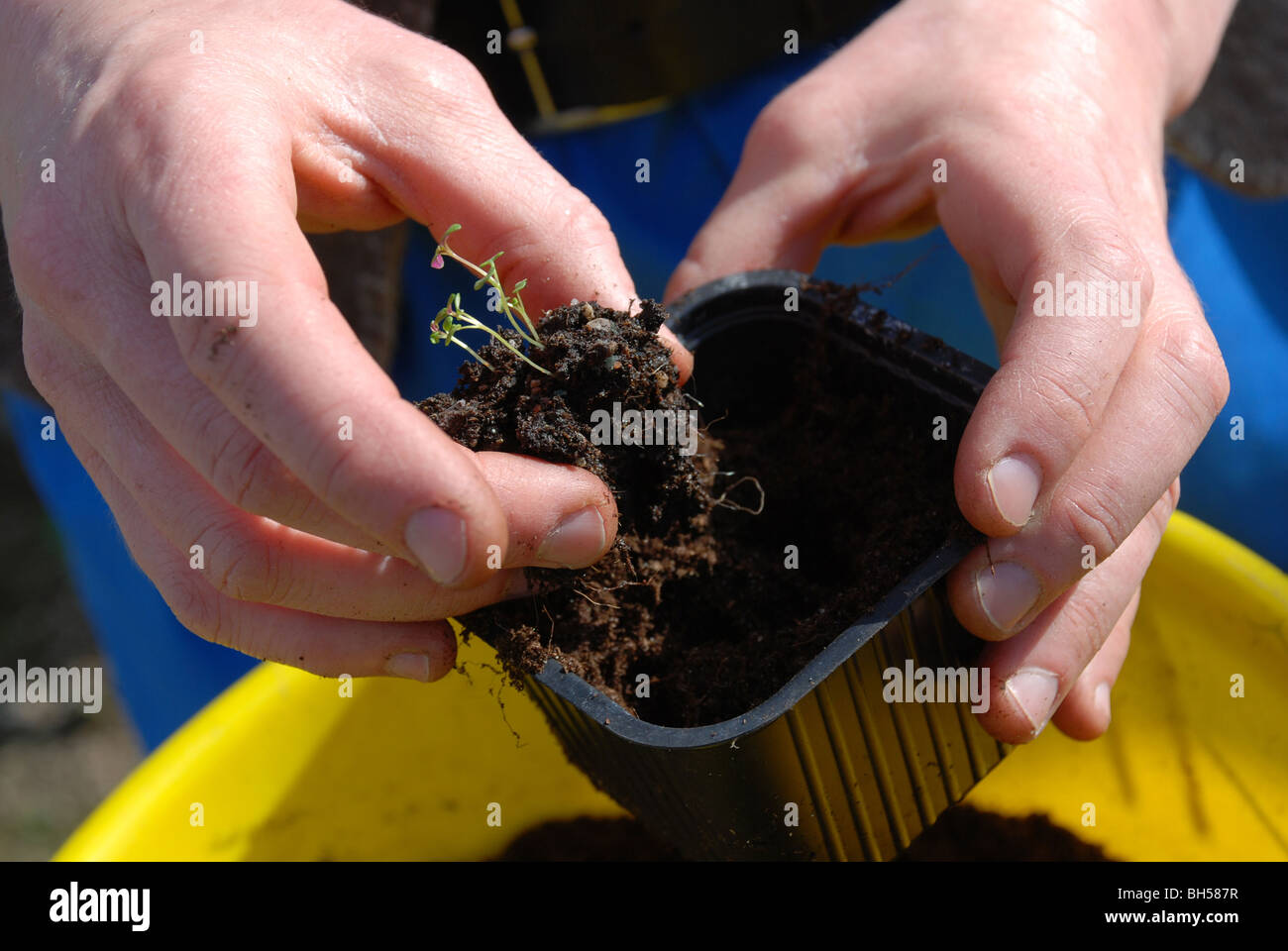 Sämling in neue Erde/Topf Stockfoto