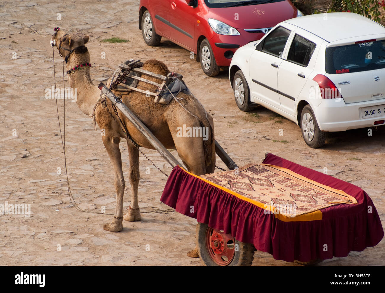 Ein Kamel bereit, Touristen auf einer Safari durch die Wüste mit einem Wagen. Dies ist im Bundesstaat Rajasthan in Indien. Stockfoto