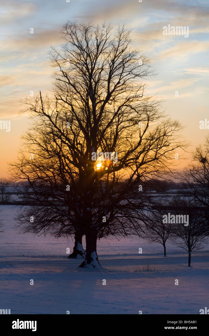 Ein Foto von einem Baum gegen einen schneereichen Winter Sonnenuntergang Stockfoto