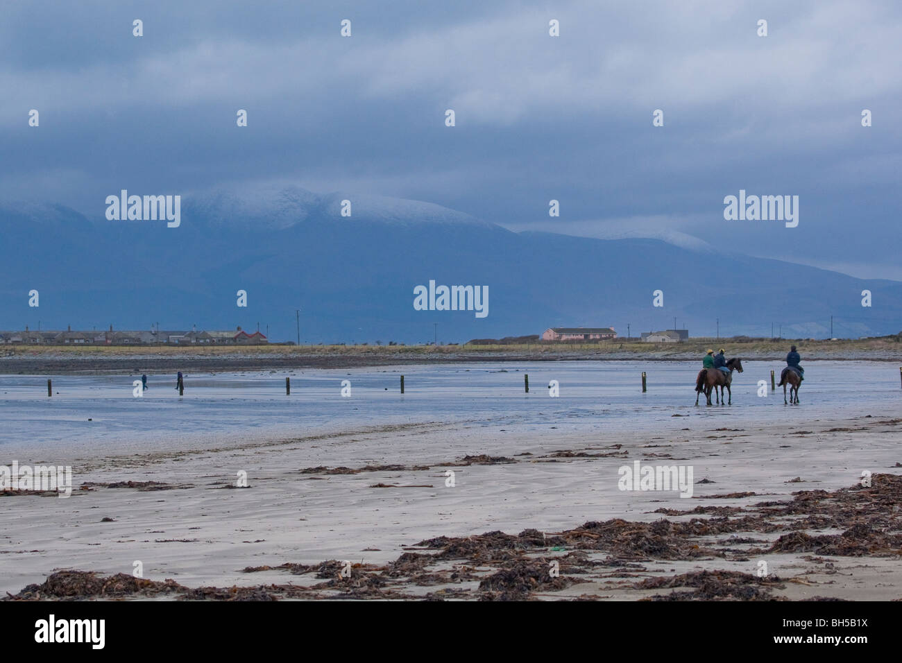 Rennpferde am Strand von Tyrella mit Schnee auf den Mourne Mountains im Hintergrund. Stockfoto