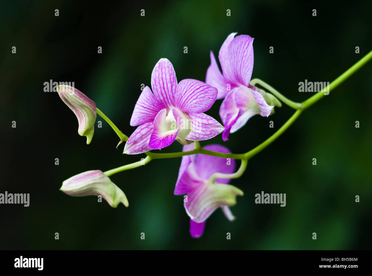 Schließen Sie herauf Bild in einem Rosa blühenden tropischen Orchidee, Thailand Stockfoto