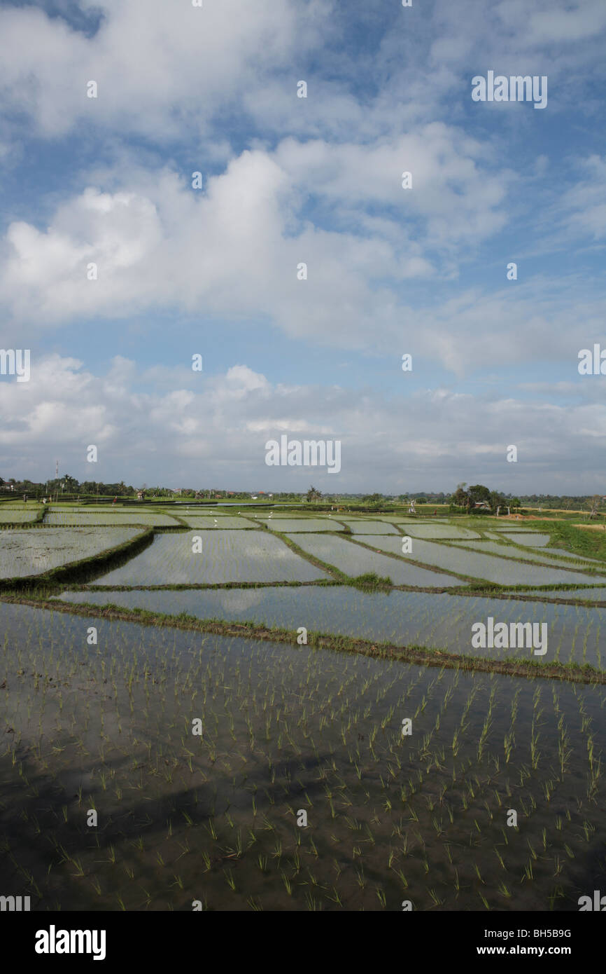 Reisfelder, Canggu, Bali Stockfoto