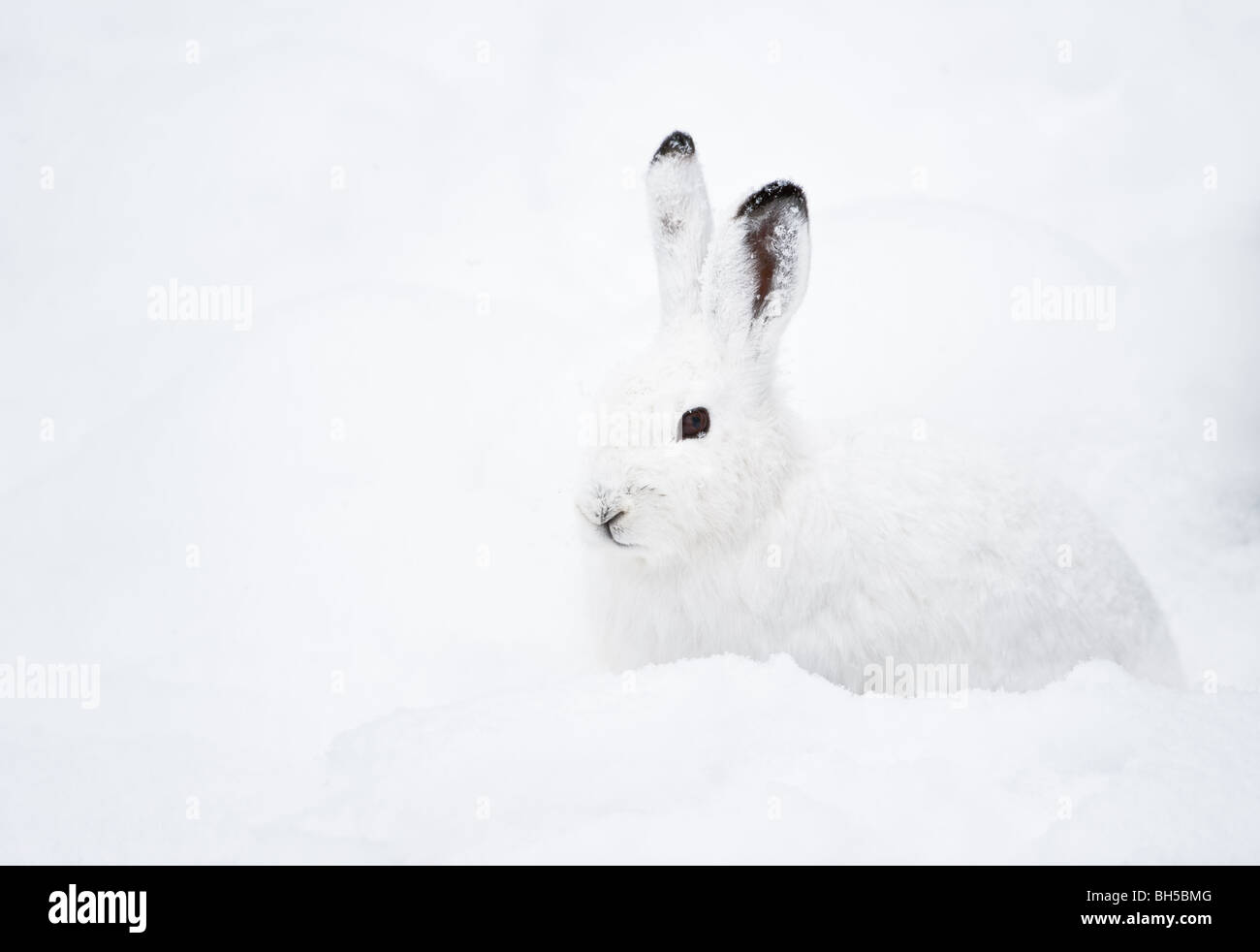 Schneehase (Lepus Timidus lat.) mit weißem Fell sitzen im Schnee im winter Stockfoto