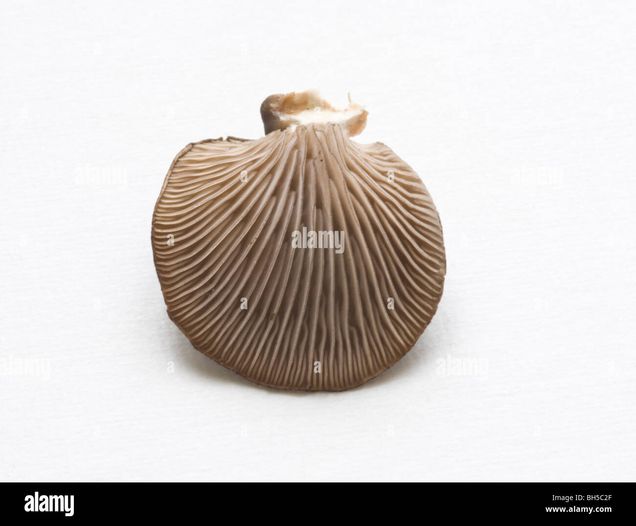 Die Unterseite einer Austernpilz. Stockfoto