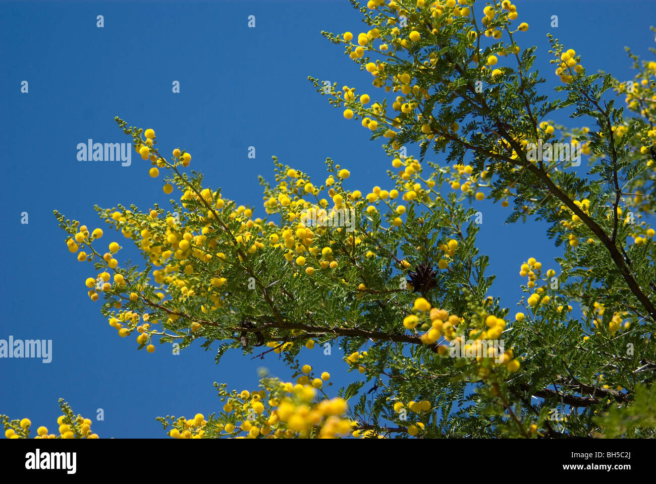 Leuchtend gelben Blüten der Akazien in der Karoo, Südafrika Stockfoto