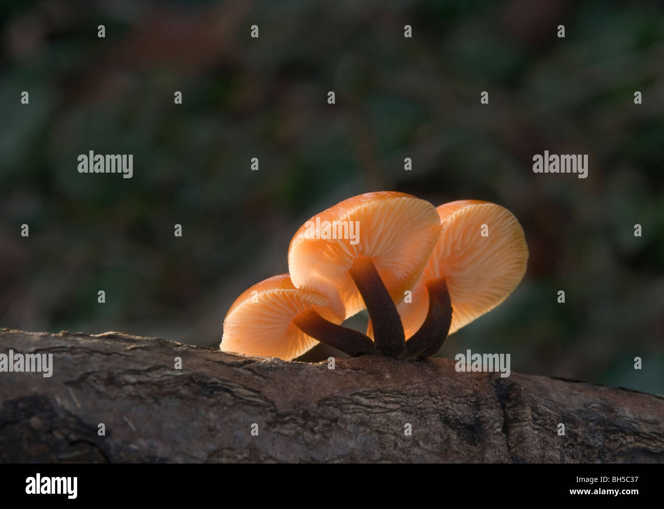 Samt Schaft Pilze Stockfoto