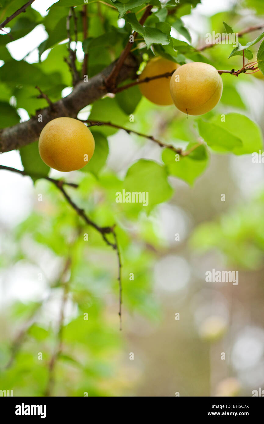 Orange Aprikosen auf einem Baum in Kalifornien Stockfoto
