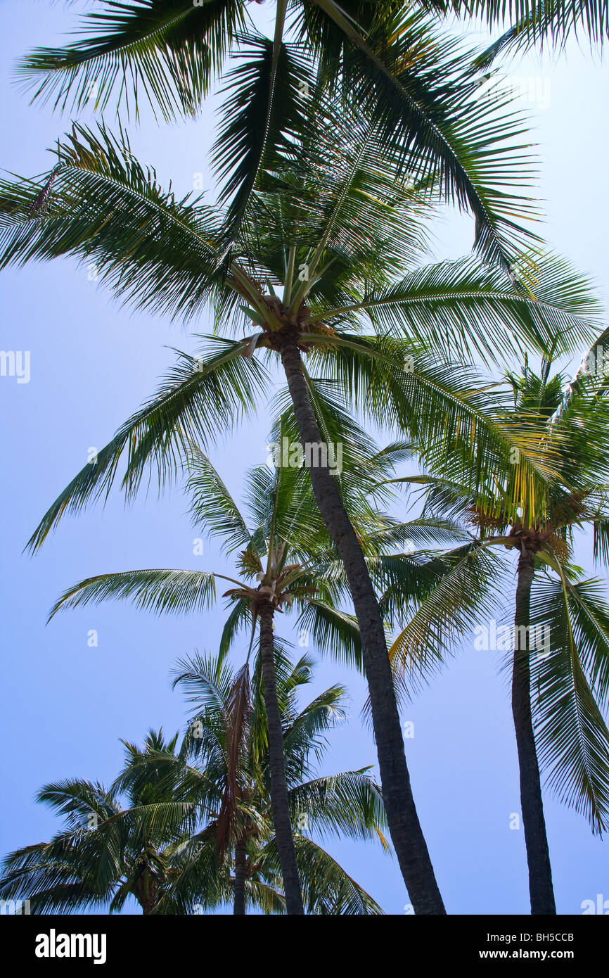 Hawaii Palmen erschossen von unten an einem sonnigen Tag Stockfoto