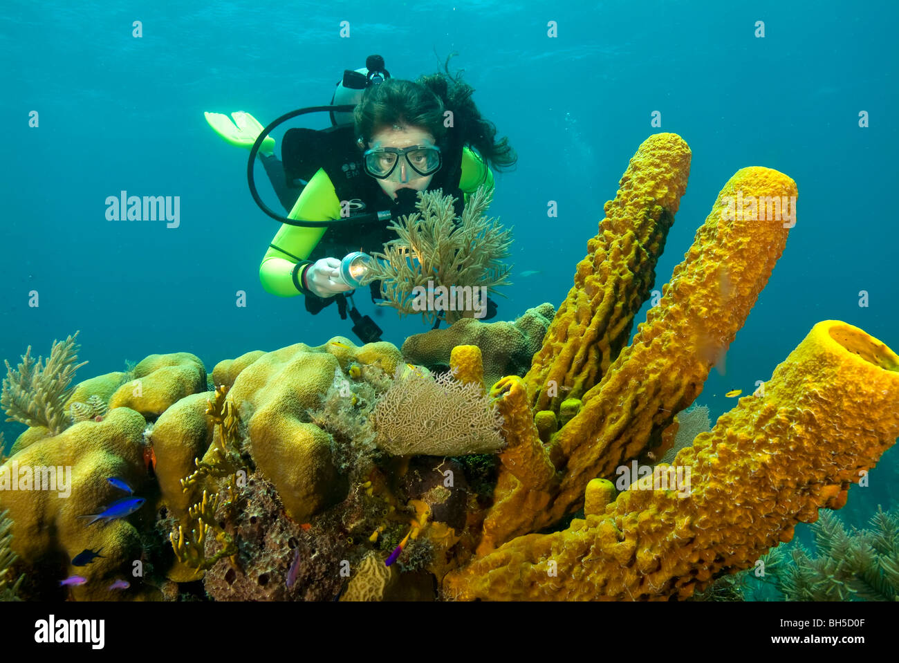 Taucher erforschen Reef in Belize Stockfoto