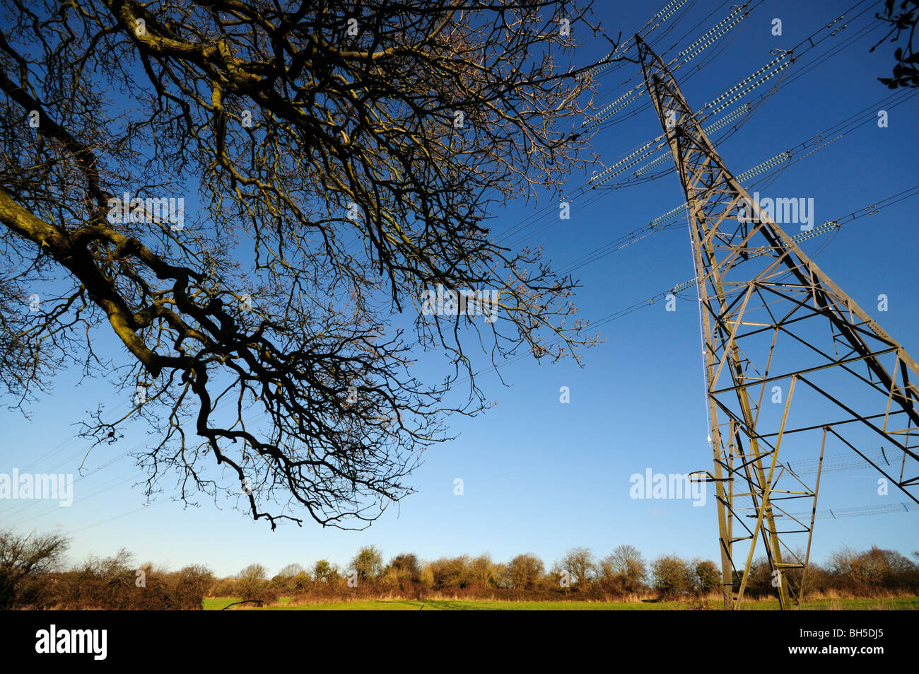 Strommast in ein Feld und blauer Himmel durch überhängende Äste betrachtet Stockfoto