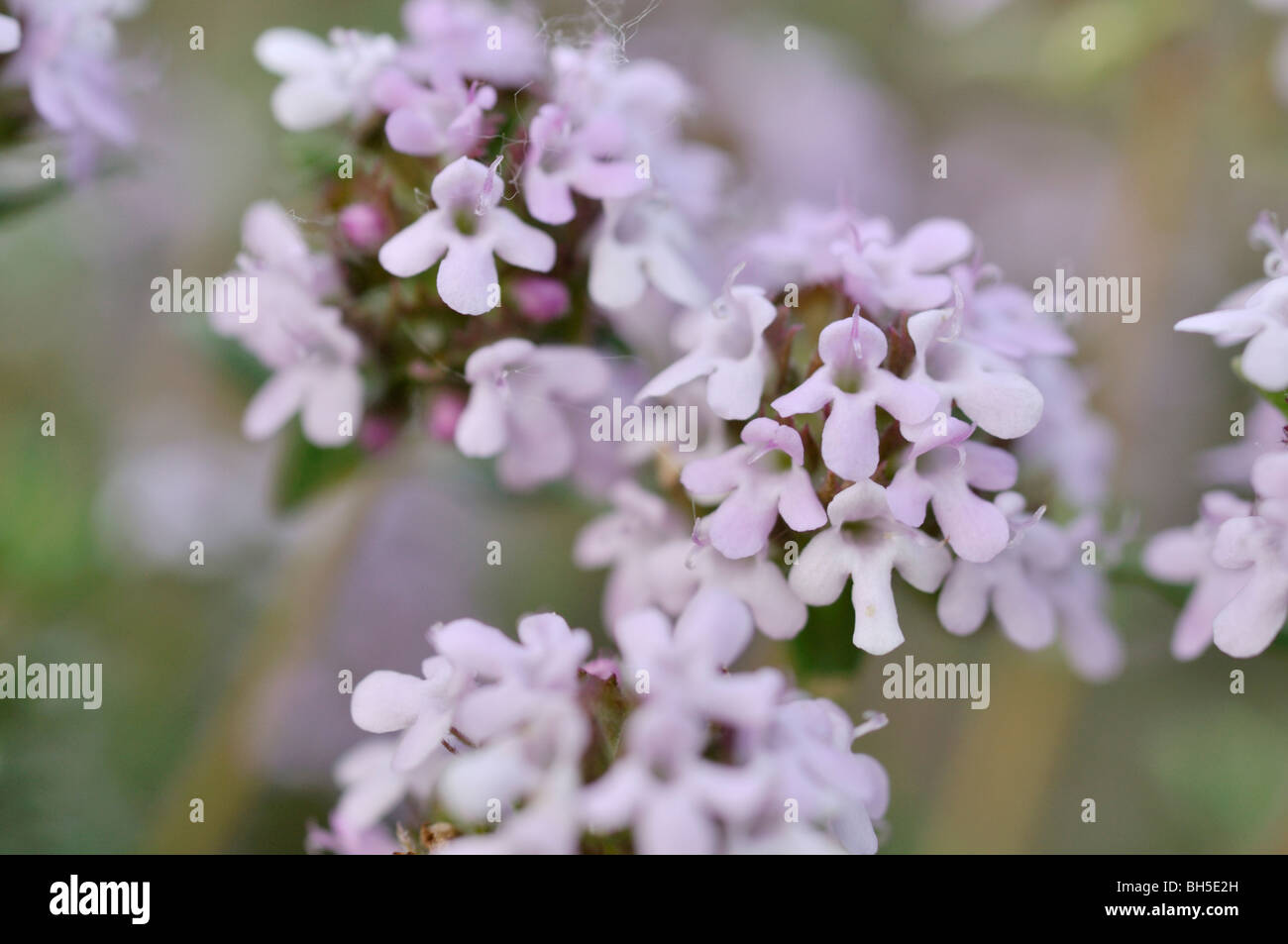 Gemeinsame Thymian (Thymus vulgaris) Stockfoto