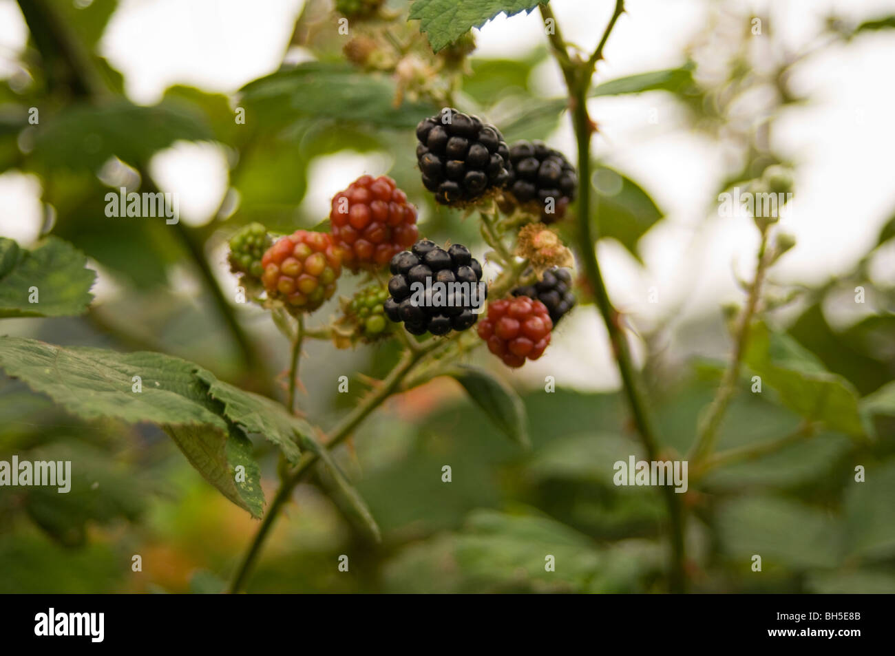 Brombeere (Rubus Fruticosus) auf eine Zuteilung Plot zeigt Reife und unreife Früchte wachsen Stockfoto
