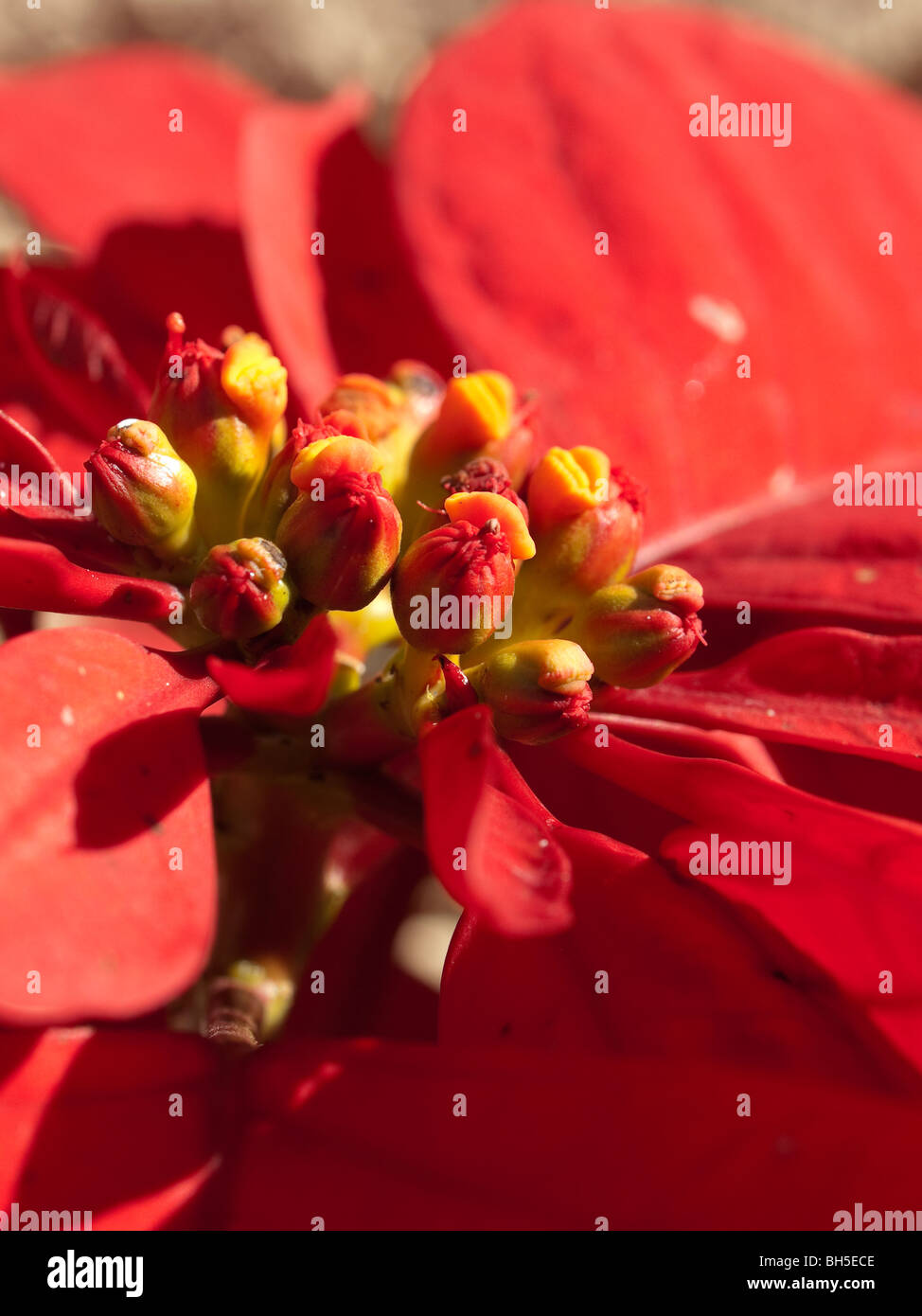 Weihnachtsstern-Blten Nahaufnahme, Blume, Weihnachtsgre, Weihnachten,  X'mas, genieen, glcklich, Happeness, party-Jesus Christus, Gott  Stockfotografie - Alamy